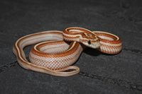 toffee tess striped male smale 